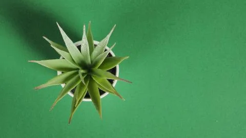 Artificial cactus plants or plastic or fake tree on green background. Foto stock