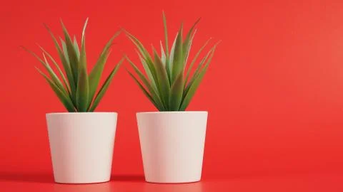 Artificial cactus plants or plastic or fake tree isolated on red background. Stock Photos