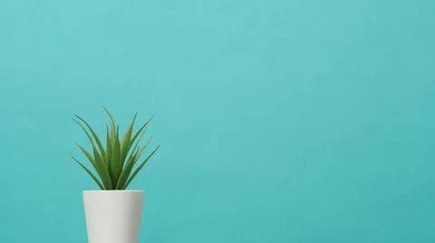 Artificial cactus plants or plastic or fake tree on blue and green or Turquoi Stock Photos