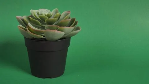 Artificial cactus plants or plastic or fake tree on green background. Foto stock
