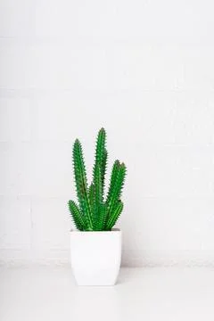 Artificial cactus in white plastic pot. Close-up. Stock Photos