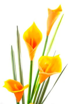 Artificial cala lily on white background Stock Photos