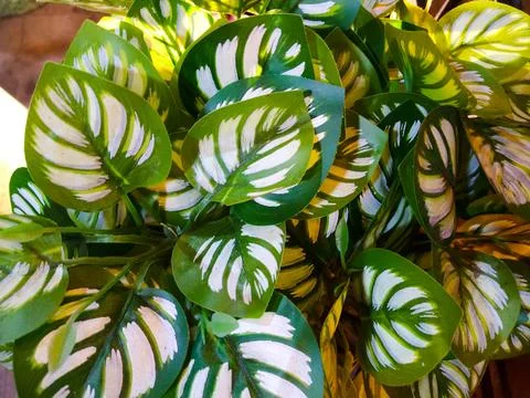 Artificial Caladium Plant Stock Photos