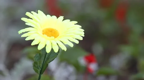 Artificial chamomile Stock Footage 50717563