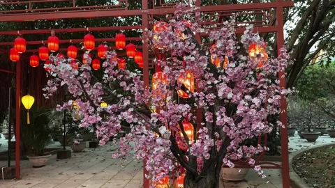 Artificial Cherry Blossom Tree with Red Lanterns at Buddhist Temple courtyard Stock Footage 340118760