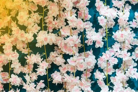 Artificial cherry blossoms in delicate pink and white hues, cascading arran.. Stock Photos