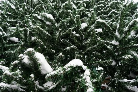 Artificial christmas tree branches. branches of a large tree made of plastic Stock Photos