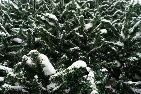 Artificial christmas tree branches with decorated. branches of a large tree m Stock Photos