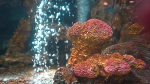 Artificial coral decorations in fish tank with oxygen bubbles and cinematic  Stock Footage 334789488