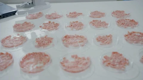 Artificial cultured meat on a laboratory table in petri dishes hand in a blue Stock Footage 204040347