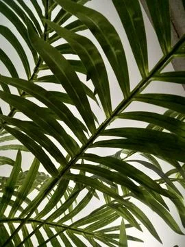 The artificial dates tree leaves Stock Photos