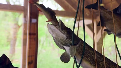 Artificial Decorative Fish. Pike Trying to Swallow Perch. Carp Nearby. Stock Footage 306401080
