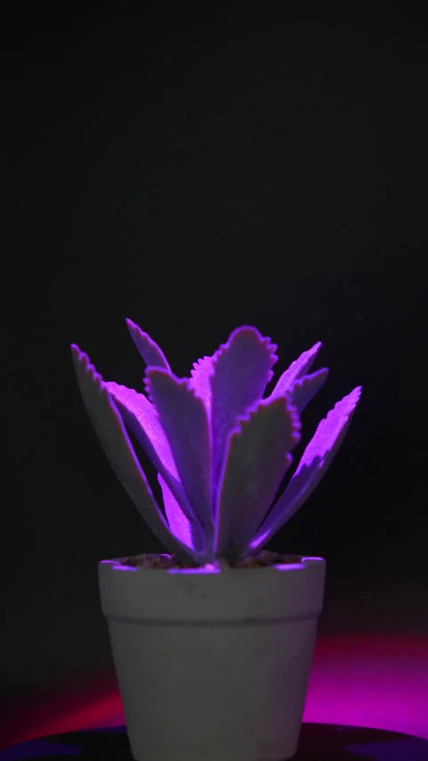 Artificial decorative mini plant in pot on table — home interior decor 스톡 동영상 315664160