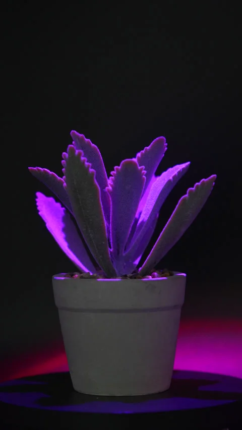 Artificial decorative mini plant in pot on table — home interior decor 스톡 동영상 315664163