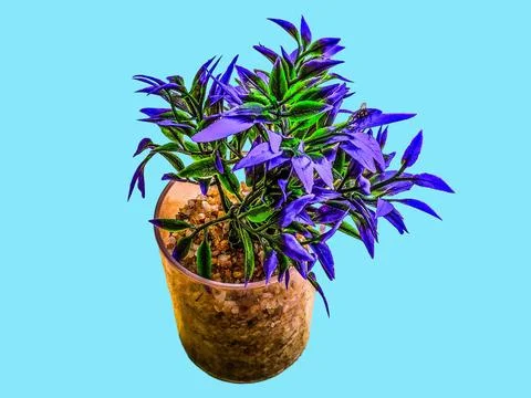Artificial decorative tree isolated on blue background Fotos Stock