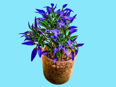 Artificial decorative tree isolated on blue background 스톡 사진