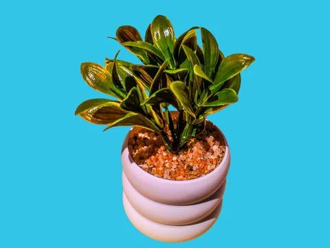 Artificial decorative tree isolated on blue background Stock-Fotos