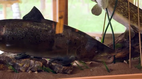 Artificial Decorative Trout in an Aquarium without Water. Exhibition. Stock Footage 306401271