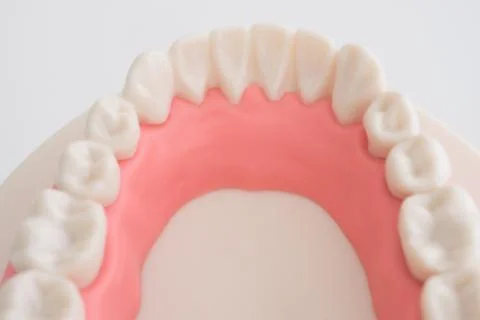 Artificial dental model Stock Photos
