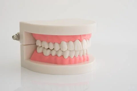 Artificial dental model Stock Photos