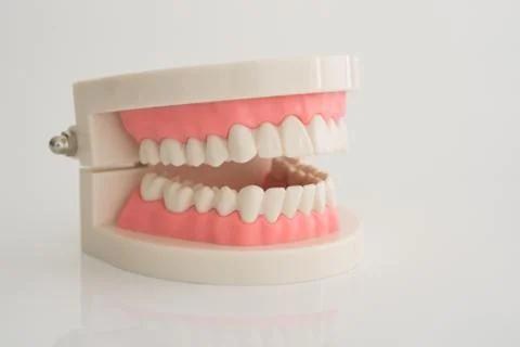 Artificial dental model Stock Photos