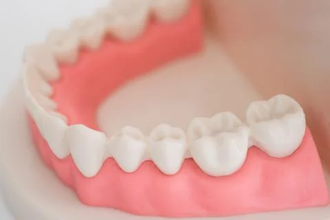 Artificial dental model Stock Photos