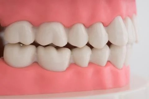 Artificial dental model Stock Photos