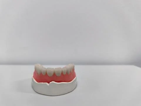 Artificial denture of human teeth of lower jaw Stock Photos