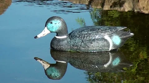 Artificial duck decoy for ducks. Stock Footage 56034855
