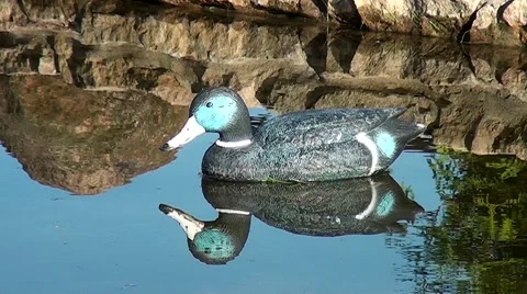 Artificial duck - Luring the bird hunter.  Stock Footage 56034915