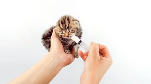 Artificial feeding of small kittens. Foto stock