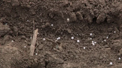 Artificial fertilizer on the ground close up Vidéo 37055755