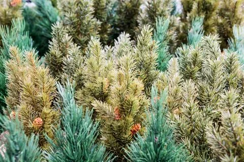 Artificial fir trees in background Stock Photos