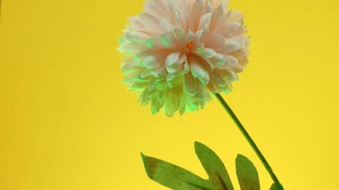 Artificial flower on colorful background Stock Footage 251165911