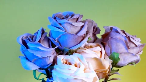 Artificial flower on colorful background Stock Footage 251166091