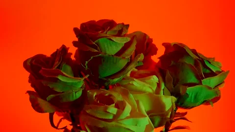 Artificial flower on colorful background Stock Footage 251302547