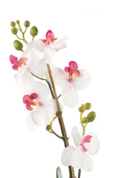 Artificial flower isolated on white background Stock Photos