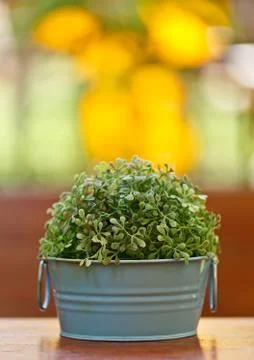 Artificial flower Stock Photos