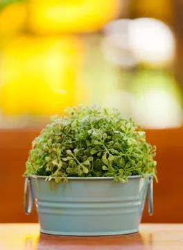 Artificial flower Stock Photos