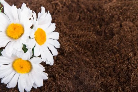 Artificial flower on soil Stock Photos