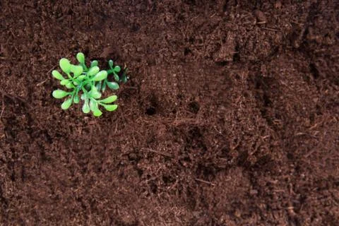 Artificial flower on soil Stock Photos