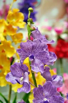 Artificial flowers Stock Photos