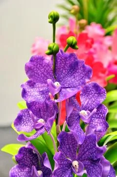 Artificial flowers Stock Photos