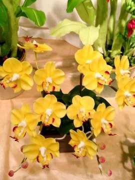 Artificial flowers Stock Photos