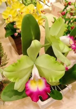 Artificial flowers Stock Photos
