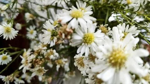Artificial flowers Foto stock