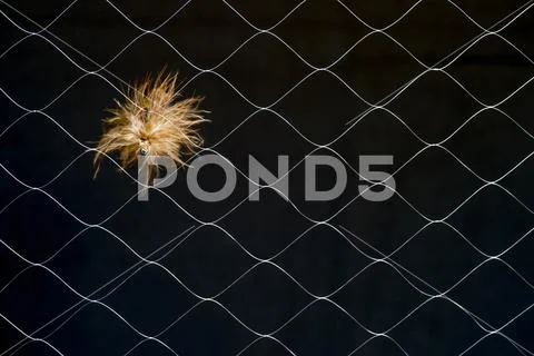 Artificial fly in synthetic web on dark background. The concept of similarity Stock Photos