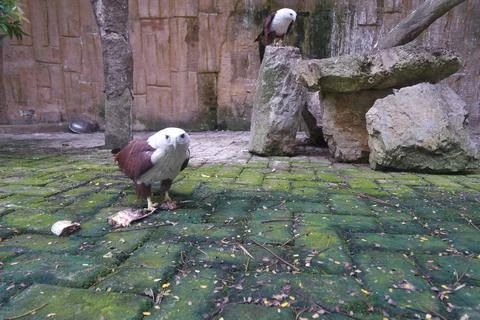 Artificial forest condition Stock Photos