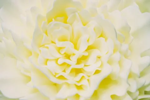 Artificial gently ivory flower. Background for any design. Foto stock