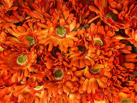 Artificial Gerber Daisies for Real Background 스톡 사진